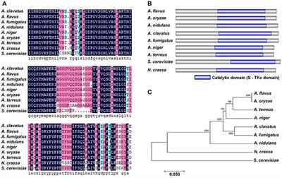 PbsB Regulates Morphogenesis, Aflatoxin B1 Biosynthesis, and Pathogenicity of Aspergillus flavus